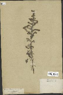 spécimen de Artemisia maritima