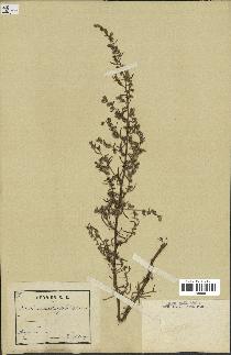 spécimen de Artemisia crithmifolia