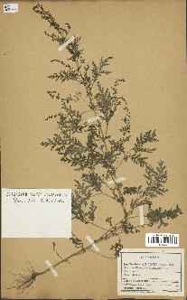 spécimen de Artemisia annua