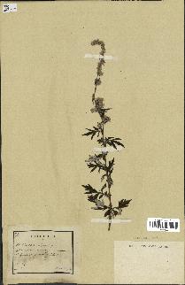 spécimen de Artemisia vulgaris