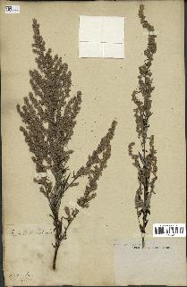 spécimen de Artemisia vulgaris