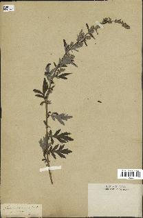 spécimen de Artemisia vulgaris