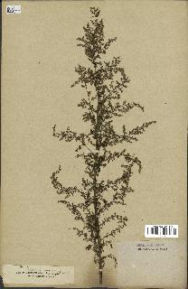 spécimen de Artemisia annua