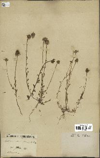 spécimen de Anthemis arvensis