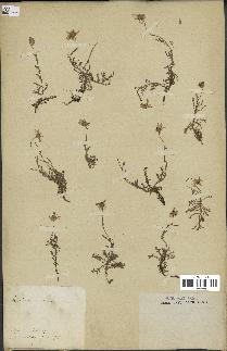 spécimen de Anthemis arvensis