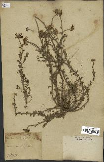spécimen de Anthemis arvensis
