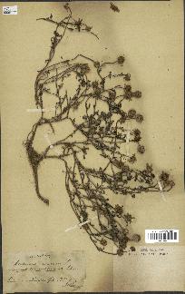 spécimen de Anthemis arvensis