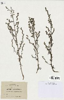 spécimen de Artemisia crithmifolia