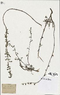 spécimen de Artemisia crithmifolia