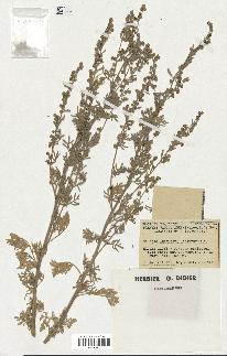 spécimen de Artemisia absinthium