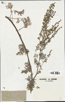 spécimen de Artemisia absinthium