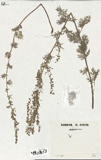 spécimen de Artemisia absinthium