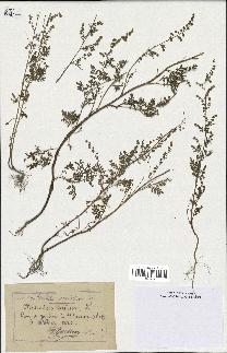 spécimen de Artemisia annua