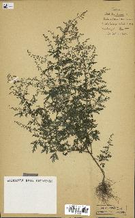 spécimen de Artemisia annua