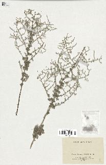 spécimen de Artemisia sp.