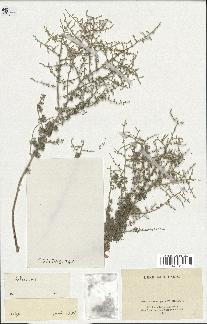 spécimen de Artemisia sp.