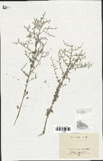 spécimen de Artemisia sp.