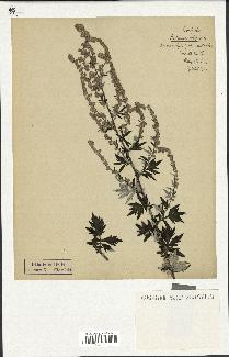 spécimen de Artemisia vulgaris