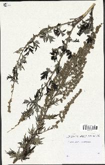 spécimen de Artemisia vulgaris