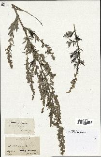 spécimen de Artemisia vulgaris