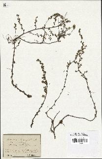 spécimen de Artemisia campestris