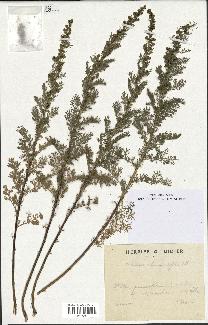 spécimen de Artemisia chamaemelifolia