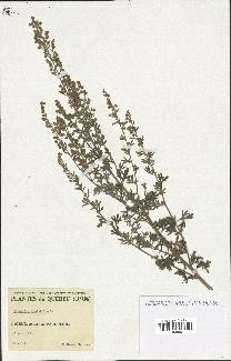 spécimen de Artemisia absinthium