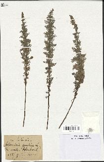 spécimen de Artemisia pontica