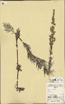 spécimen de Artemisia sp.