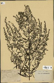 spécimen de Artemisia vulgaris