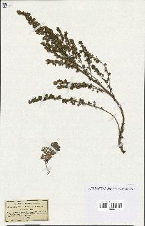 spécimen de Artemisia rupestris