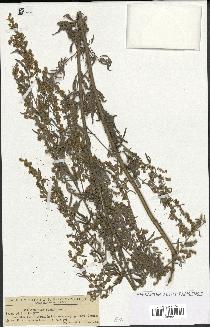 spécimen de Artemisia absinthium