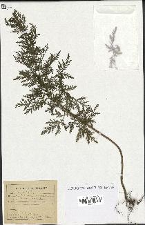 spécimen de Artemisia annua