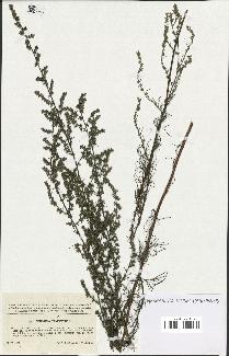 spécimen de Artemisia campestris