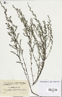 spécimen de Artemisia campestris