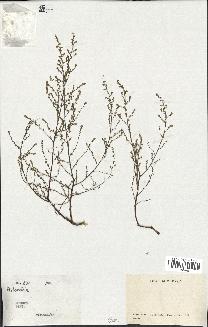 spécimen de Artemisia sp.