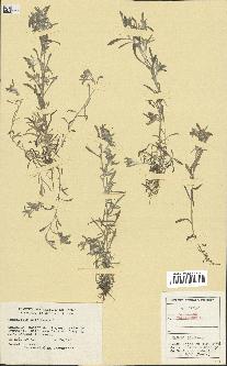 spécimen de Gnaphalium uliginosum