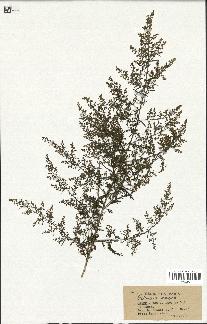 spécimen de Artemisia annua