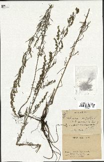 spécimen de Artemisia campestris