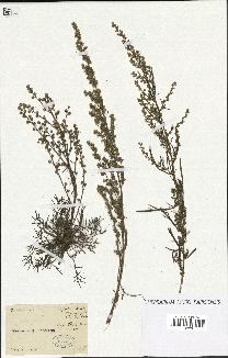 spécimen de Artemisia sp.