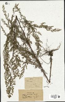 spécimen de Artemisia sp.