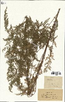 spécimen de Artemisia sp.