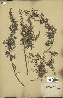 spécimen de Artemisia arborescens