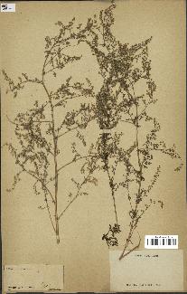 spécimen de Artemisia annua