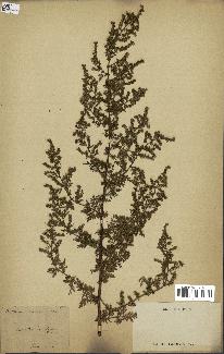 spécimen de Artemisia annua