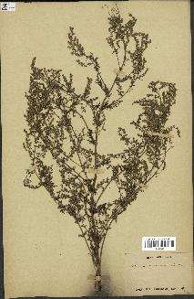 spécimen de Artemisia annua