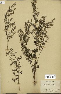 spécimen de Artemisia annua