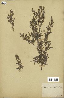 spécimen de Artemisia absinthium