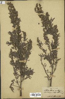 spécimen de Artemisia absinthium