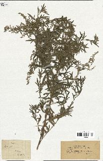 spécimen de Artemisia sp.